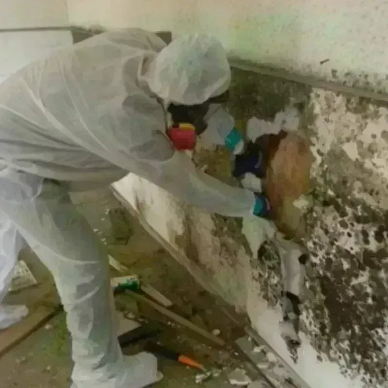 Mold Remediation and Removal in Stevens County, KS